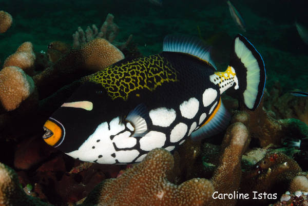 Clown Triggerfish