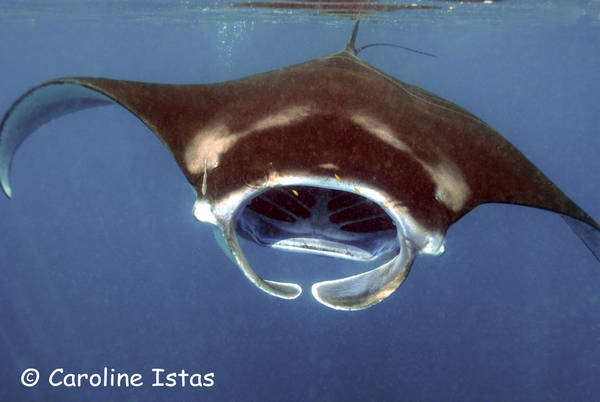 Manta