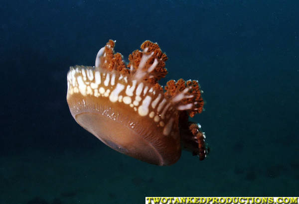 Upside Down Jelly fish