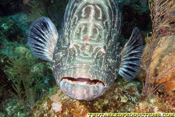 Black Grouper