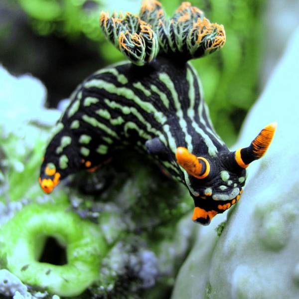 Nudibranch