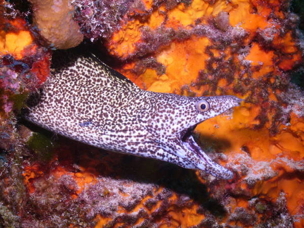 Spotted Eel