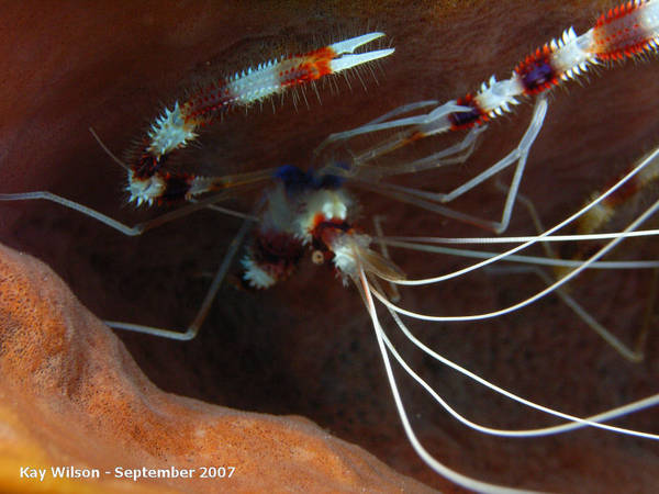 St. Vincent - Banded Coral Shrimp