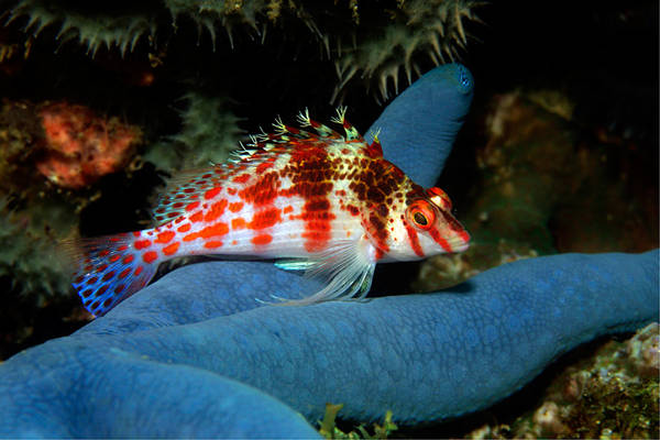 Cirrhitichthys falco