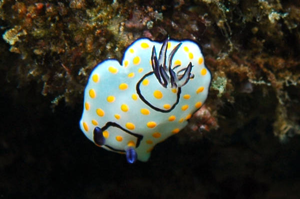 Chromodoris annulata
