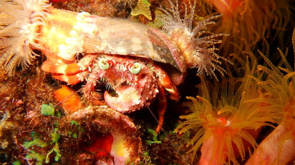 Colorful Crab