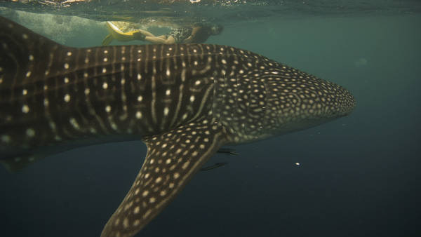Walle Shark