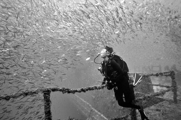 Minnow Ball - Speigel Grove - Key Largo  FL