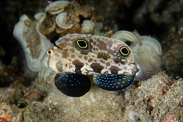 ++ 2 spot goby ++