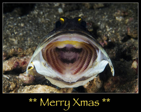 Merry Xmas to all......