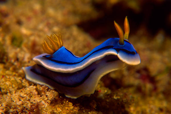 Nudibranch