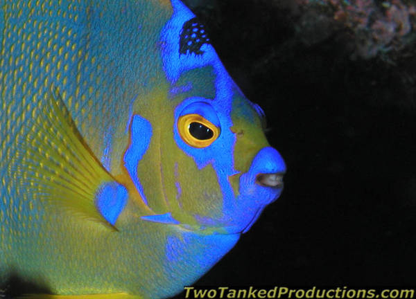 Queen Angel fish Lighthouse Atoll Belize C.A.
