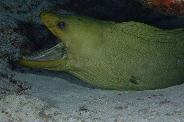 Green Moray Eel