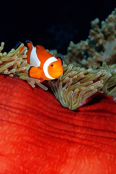 AnemoneSpn2xs