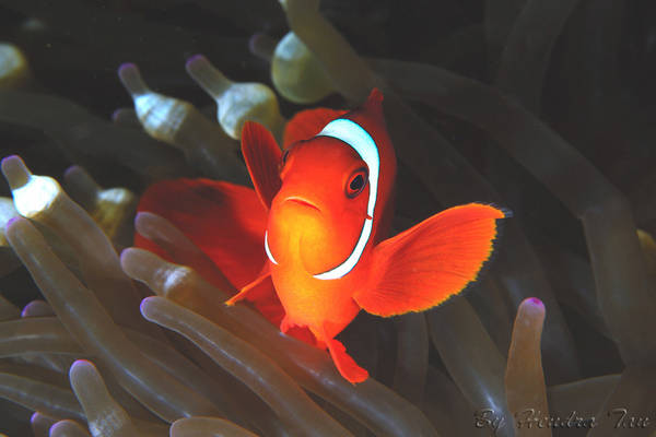 Upss..Is me Nemo (again)...