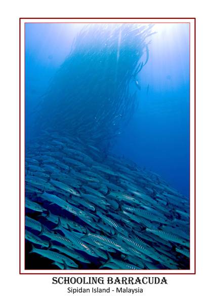 Barracuda_Poster