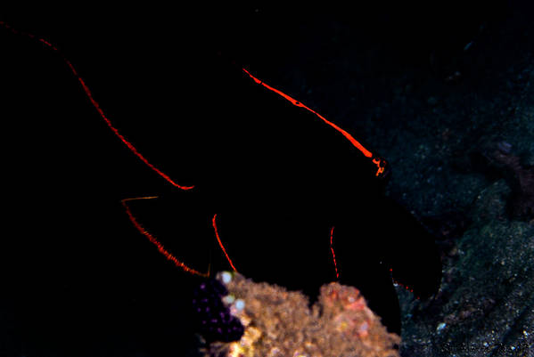 Juve Bat fish