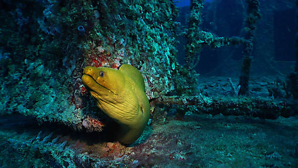 green eel