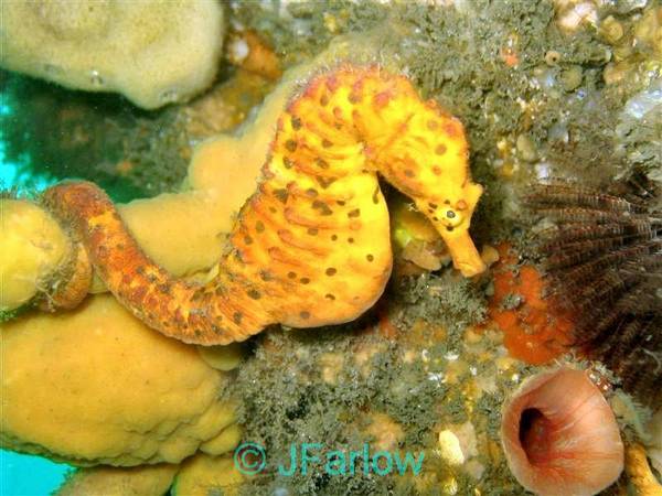 Big Bellied Seahorse