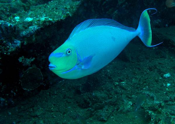 Bignose Unicornfish