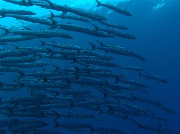 Blackfin_Barracudas