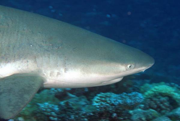 BlacktipReefShark1
