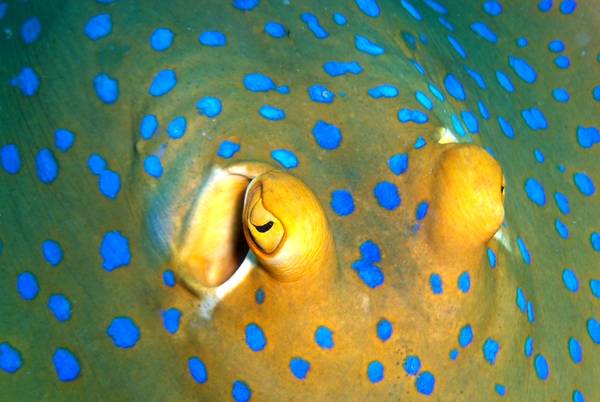 Blue-spotted Ribbontail Ray