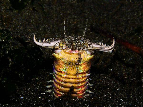 Alien from the deep