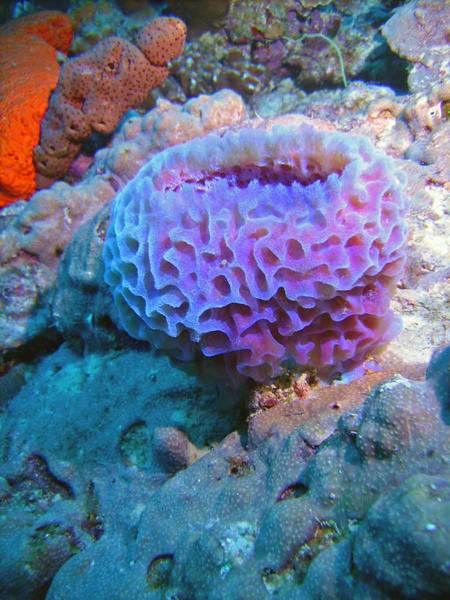 Sponge