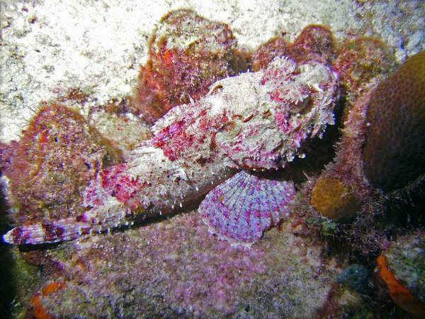 Scorpionfish