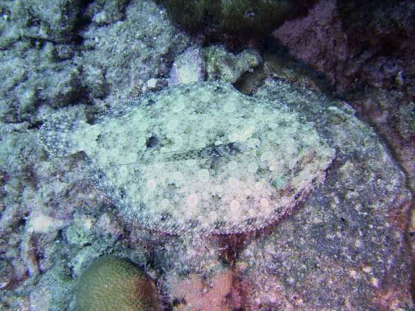 Flounder