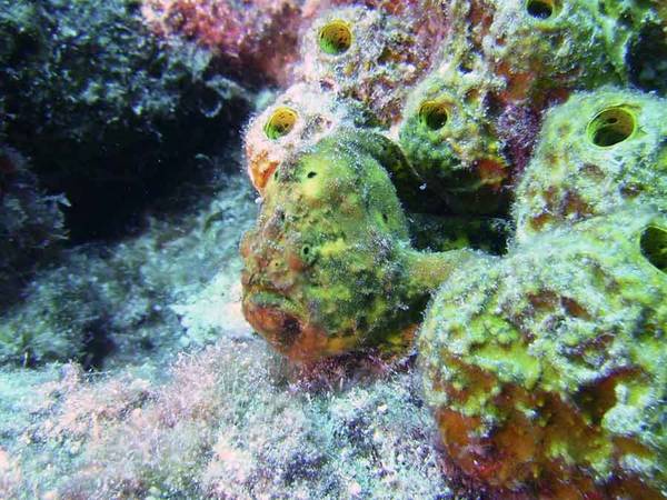 Frogfish