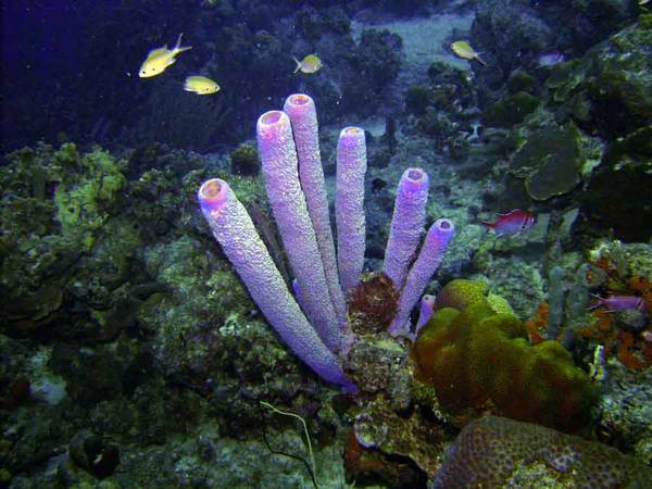 Tube Sponge