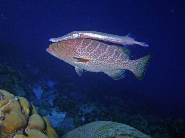 Trumpetfish and Grouper