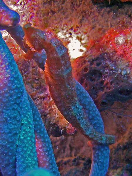Seahorse