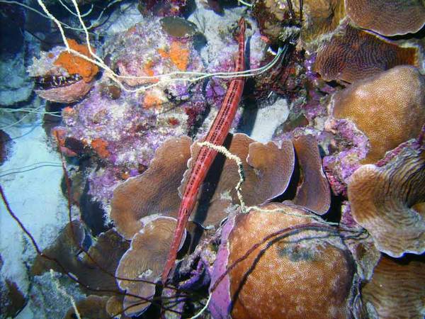 Trumpetfish