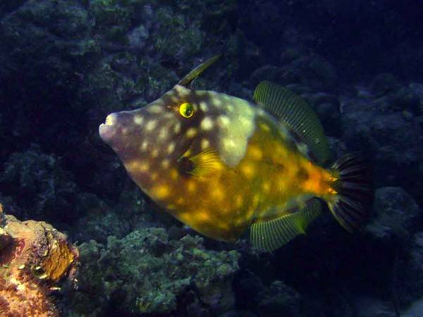 Whitespotted Filefish