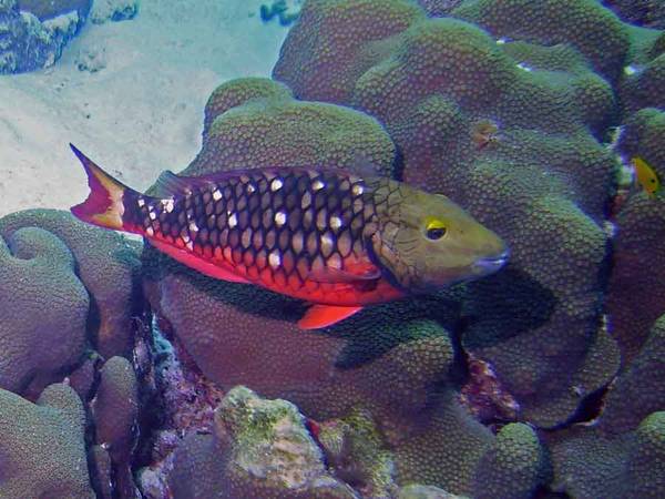 Parrotfish