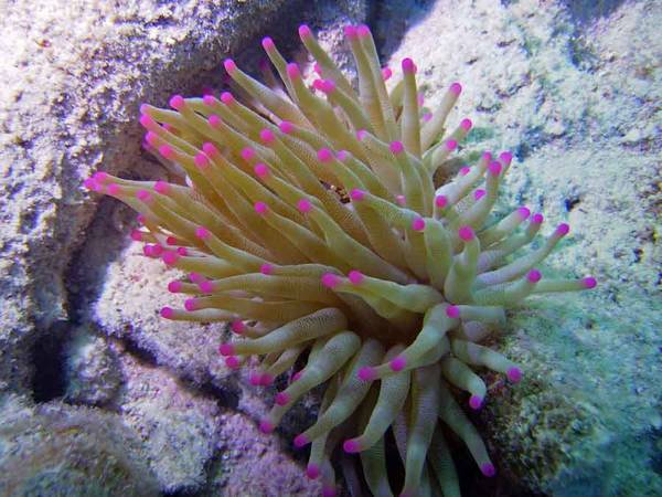 Sea Anemone