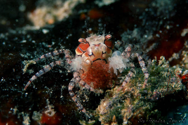 Boxer crab