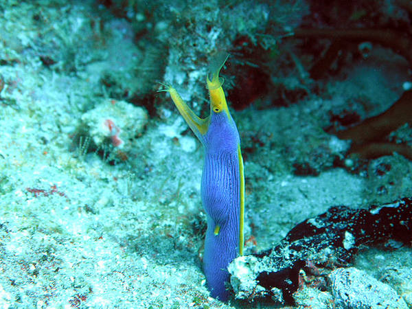 Blue Ribbon Eel