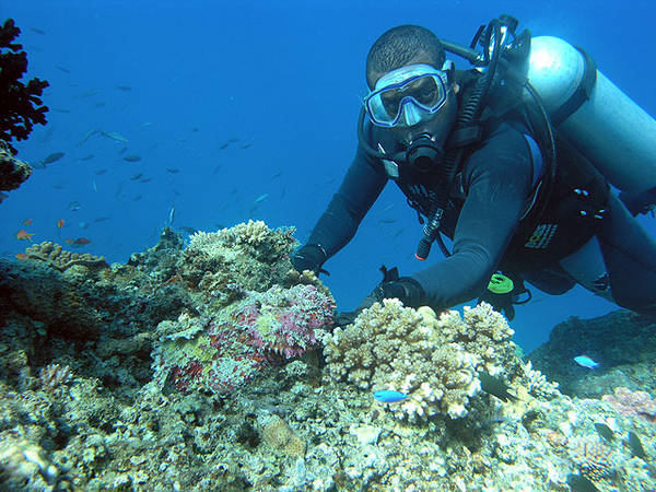 Stonefish Anyone!!!