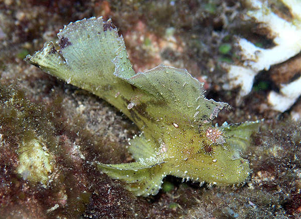 Leaf Scorpionfish
