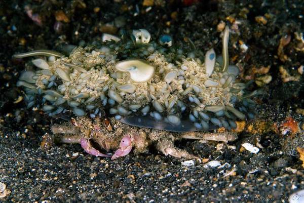 Carrier crab