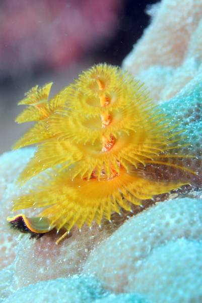 ChristmastreeWorm2