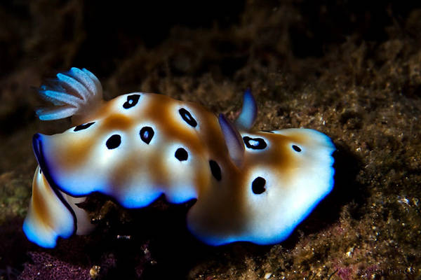 Chromodoris...