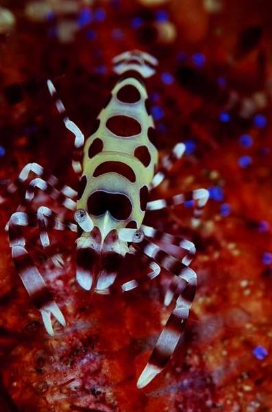 coleman shrimp on fire urchin