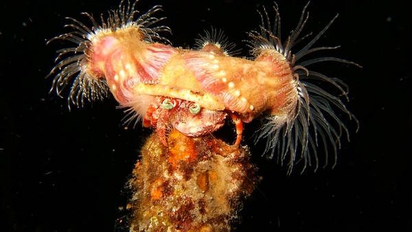 Anemone Crab on Post