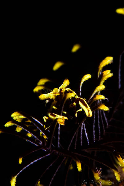 Crinoid shrimp...