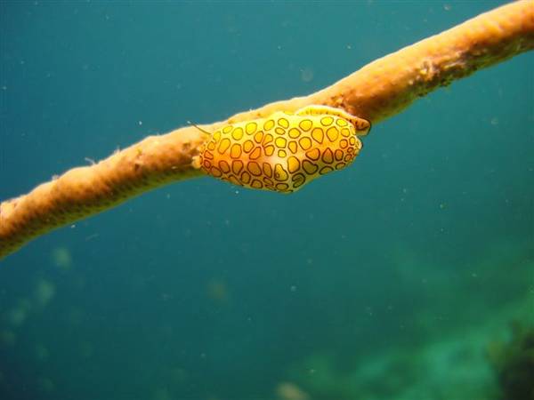 Curacao_Flamingo_Tongue